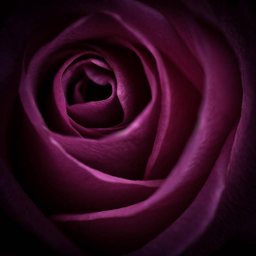 无人,方图,特写,玫瑰,英国,盛开,花蕾,花,花瓣,花朵,鲜花,一朵,紫色,花苞,花蕊,摄影,脆弱,清新,波克夏,彩图