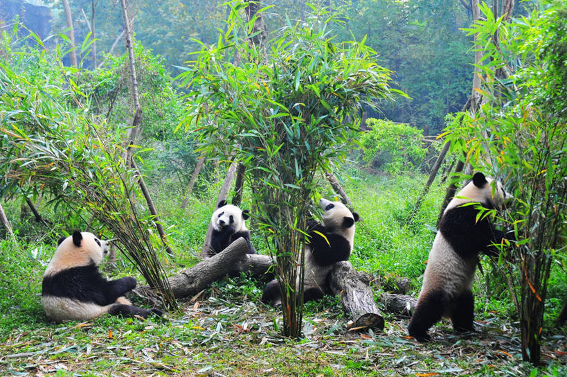 无人,吃,横图,室外,白天,森林,野生动物,熊猫,四只,树,自然,摄影,四川省,成都,竹,彩图