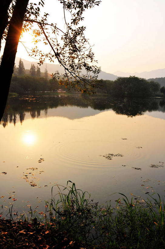 无人,竖图,室外,湖,美景,日落,植物,波纹,反射,景观,树,浙江省,风景,自然,景色,摄影,杭州,宁静,自然风光,万里无云,彩图