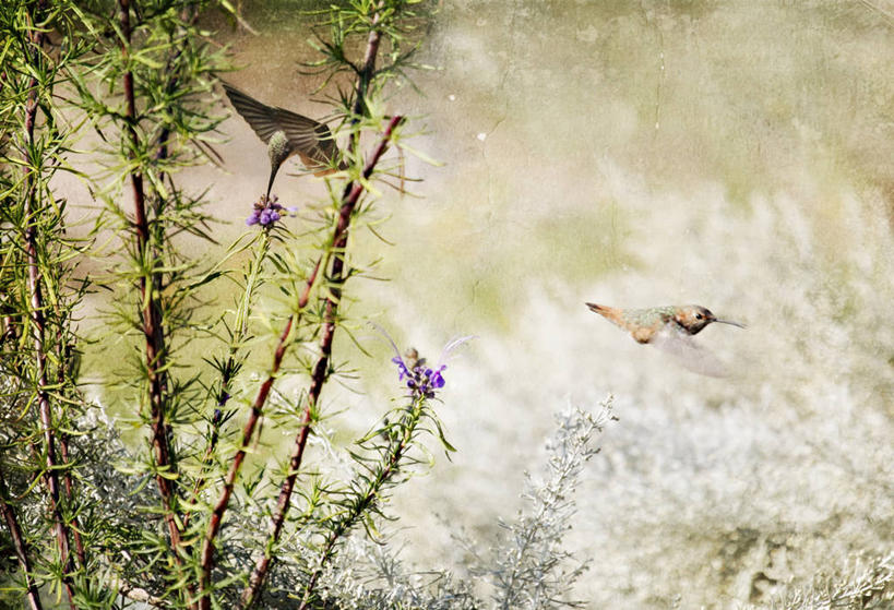 无人,横图,室外,白天,植物,蜂鸟,野生动物,美国,纹路,纹理,野花,飞,花,自然,动物,两只,摄影,园林,加利福尼亚,肌理,彩图