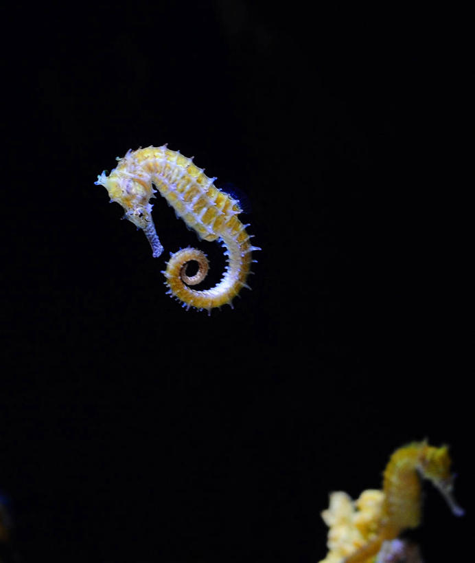 无人,竖图,水下,首尔,韩国,黑色背景,首都,鱼类,水族馆,动物,两只,摄影,海马,彩图