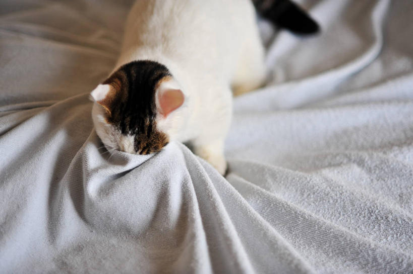 无人,横图,俯视,室内,白天,宠物,猫,日本,毯子,小猫,动物,家畜,摄影,斑纹猫,冈山县,彩图,高角度拍摄