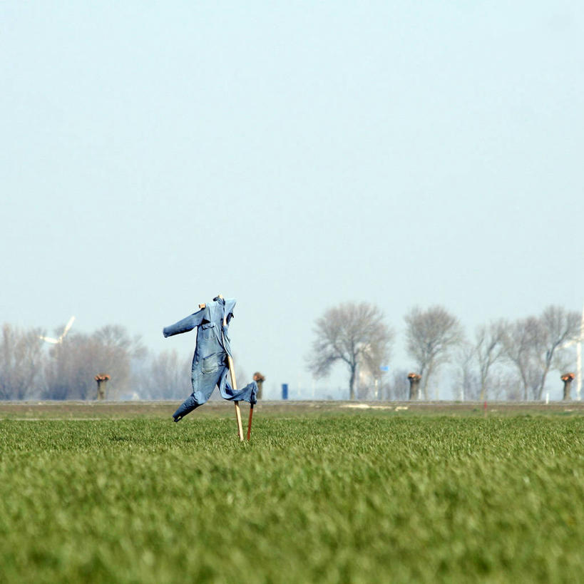无人,方图,室外,白天,农业,美景,荷兰,景观,田地,稻草人,草,树,天空,自然,景色,摄影,生长,保护,自然风光,彩图