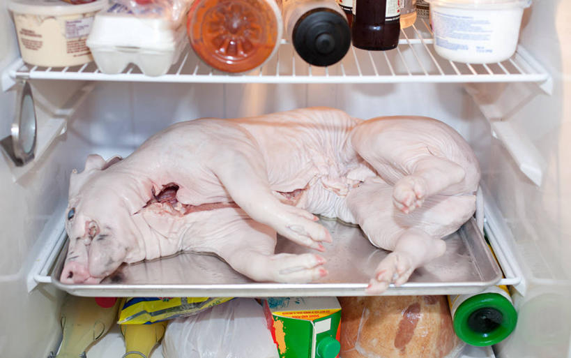 无人,横图,室内,美国,冰箱,生食,猪肉,饮食,瓶子,寒冷,摄影,清新,健康食物,彩图