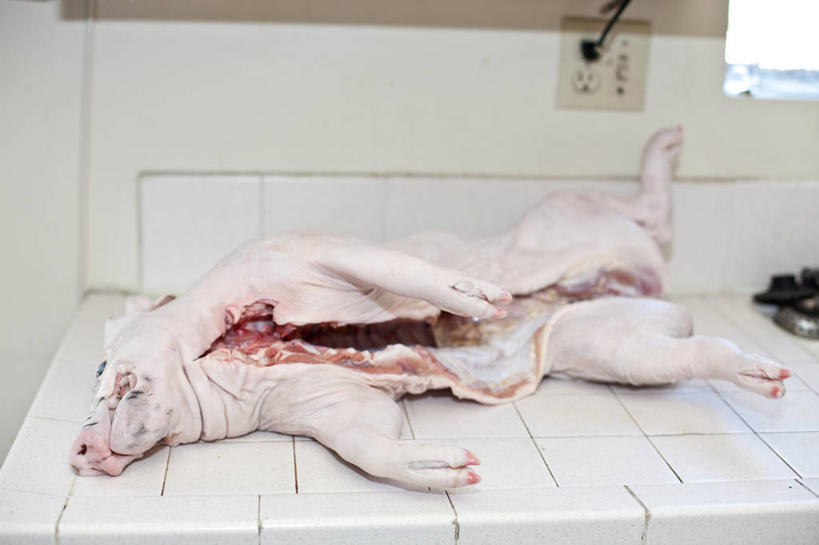 无人,横图,室内,厨房,美国,准备,哺乳,灶台,饮食,一个,白色,摄影,单个,彩图