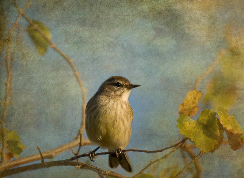 无人,横图,室外,特写,白天,野生动物,美国,纹路,鸟类,纹理,枝,树,摄影,栖息,北美,北美洲,美洲,佛罗里达,佛罗里达州,佛州,阳光州,肌理,北亚美利加洲,亚美利加洲,鸣鸟,彩图,美利坚合众国