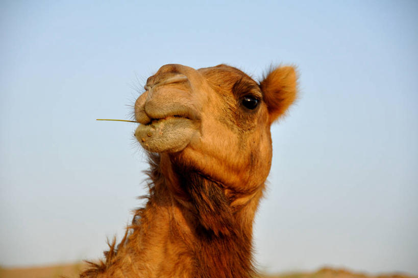 无人,横图,室外,白天,沙漠,骆驼,家畜,摄影,部分,阿拉伯联合酋长国,迪拜,波斯湾,万里无云,彩图