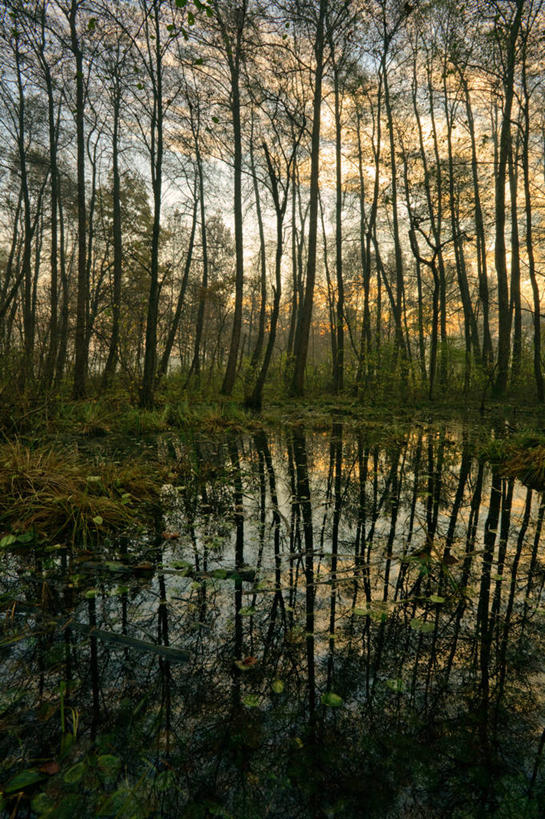 无人,竖图,室外,日出,意大利,反射,池塘,树,自然,摄影,生长,宁静,彩图,林区