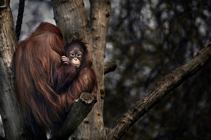 无人,横图,室外,白天,哺乳动物,野生动物,猴子,德国,枝,首都,柏林,动物,两只,摄影,保护,猿,灵长目,彩图,脊椎动物亚门