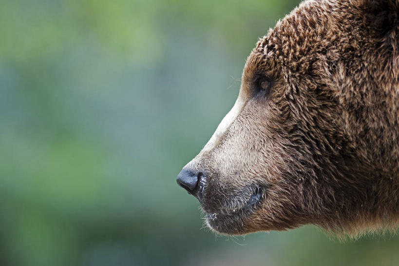 无人,横图,室外,特写,白天,侧面,野生动物,熊,西班牙,首都,马德里,摄影,部分,棕熊,彩图