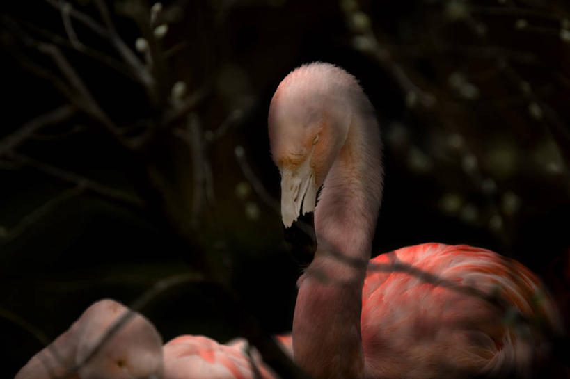 无人,横图,室外,特写,白天,野生动物,德国,火烈鸟,鸟类,首都,柏林,粉色,摄影,彩图