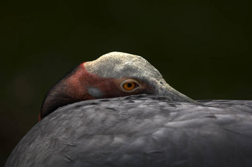 无人,横图,室外,特写,白天,野生动物,德国,伸展,鹤,鸟类,首都,柏林,摄影,部分,彩图