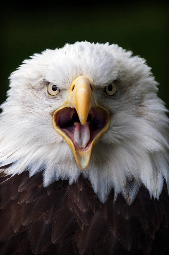 无人,竖图,室外,特写,白天,野生动物,鹰,西班牙,黑色背景,首都,马德里,摄影,部分,肖像,喙,彩图