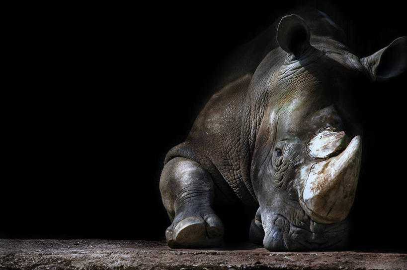 无人,横图,室外,白天,野生动物,西班牙,黑色背景,黑色,摄影,犀牛,彩图