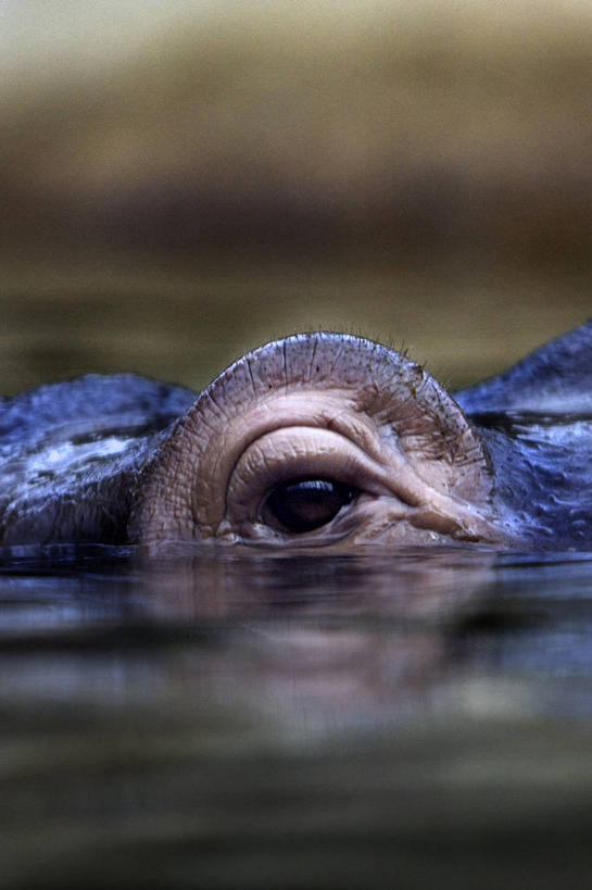 无人,竖图,室外,特写,白天,水,河马,野生动物,德国,反射,首都,柏林,摄影,部分,彩图