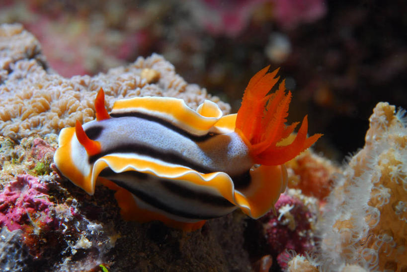 无人,横图,特写,水下,海洋,印度尼西亚,海蛞蝓,贝类,海洋生物,摄影,软体动物,海兔,水生动物,水生物,海底动物,海兔螺,彩图