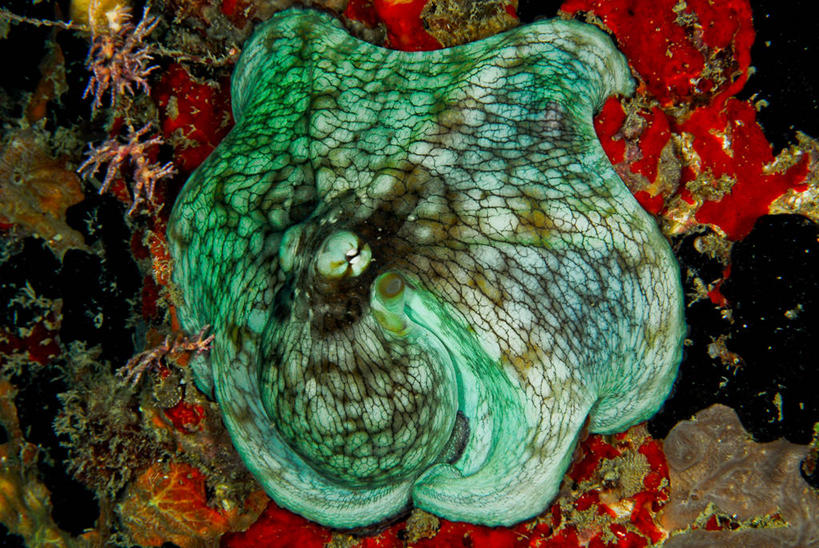 无人,横图,特写,水下,章鱼,加勒比海,吊挂,悬挂,挂,南美,摄影,南美洲,拉丁美洲,美洲,维京群岛,亚美利加洲,南亚美利加洲,处女群岛,维尔京群岛,暗礁,彩图