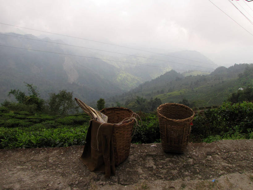 无人,横图,室外,白天,农业,植物,雾,印度,篮子,田地,天气,草,树,自然,摄影,宁静,彩图,电力电缆