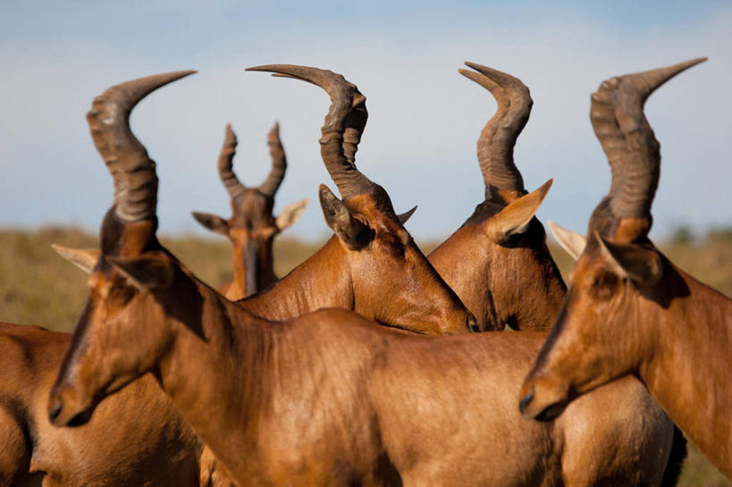 无人,公园,横图,室外,特写,白天,野生动物,非洲,南非,云,褐色,天空,摄影,国家公园,打斗,鹿角,阿非利加洲,南非共和国,阿多大象国家公园,东开普省,开普省,大羚羊,彩图