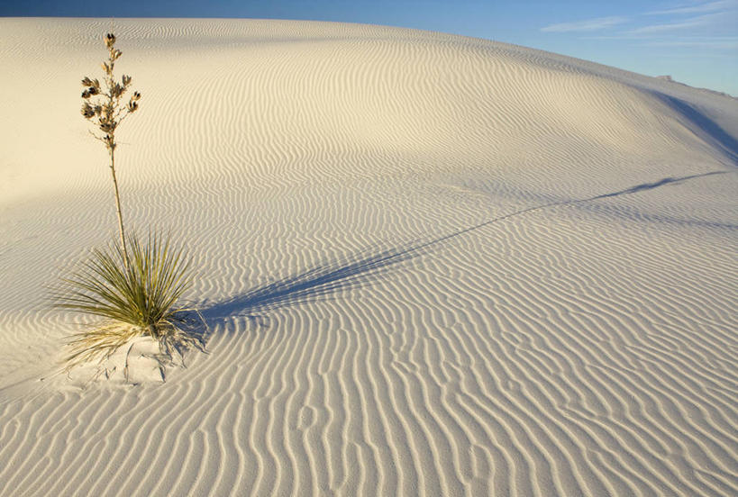 无人,公园,横图,室外,白天,美景,植物,美国,波纹,沙子,景观,沙丘,风景,天空,自然,景色,摄影,宁静,北美,北美洲,国家公园,自然风光,美洲,新墨西哥,新墨西哥州,北亚美利加洲,亚美利加洲,迷人之地,迷人之州,白沙国家纪念碑,白沙国家公园,阿拉莫戈多,彩图,美利坚合众国