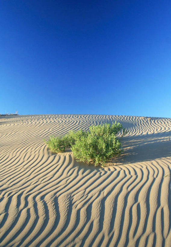 无人,竖图,室外,白天,美景,植物,蒙古,亚洲,波纹,沙子,景观,沙丘,蓝色,自然,景色,摄影,宁静,自然风光,戈壁滩,万里无云,彩图