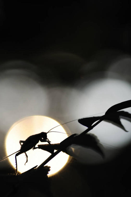 无人,竖图,室外,特写,夜晚,野生动物,叶子,日本,昆虫,摄影,照亮,剪影,鹿儿岛县,奄美大岛,彩图