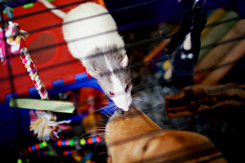 无人,横图,俯视,室内,白天,友谊,宠物,狗,老鼠,加拿大,阴影,动物,绳子,两只,家畜,摄影,部分,金毛寻回犬,触摸,亲吻,彩图,高角度拍摄