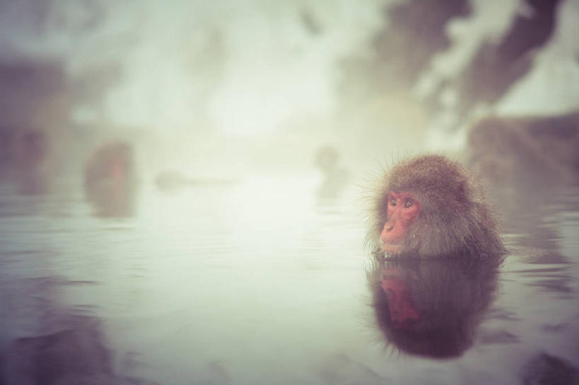 无人,横图,室外,白天,水,温泉,野生动物,日本,反射,摄影,日本猕猴,彩图