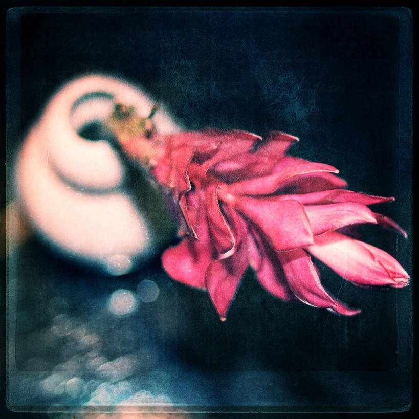 无人,方图,室内,特写,花瓶,坦桑尼亚,盛开,小的,纹路,纹理,花蕾,花,花瓣,花朵,鲜花,一朵,白色,花苞,花蕊,摄影,脆弱,清新,肌理,彩图,达累斯萨拉姆