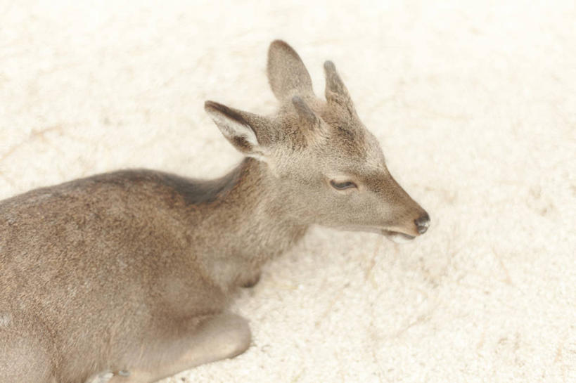 无人,横图,俯视,室外,白天,雪,鹿,野生动物,广岛县,日本,冬天,树荫,休息,放松,寒冷,摄影,彩图,高角度拍摄