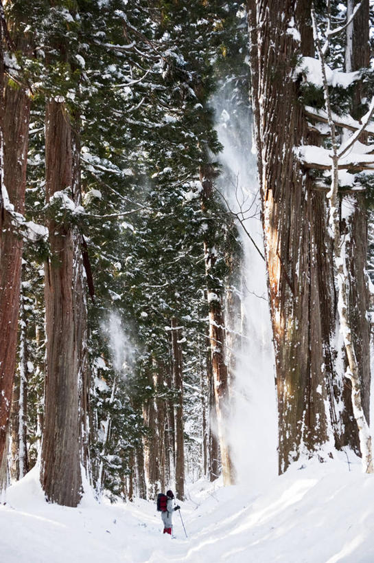 成年人,一个人,竖图,室外,白天,雪,松树,长野县,日本,仅一个女性,包,雪松,树,树干,自然,寒冷,摄影,杉树,坚定,长寿,贞洁,柳杉,冈谷,冒险,步行,彩图,孔雀松,木沙椤树