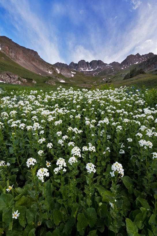 无人,竖图,室外,白天,农业,美景,山,山脉,美国,许多,景观,云,野花,很多,白色,天空,自然,夏天,景色,摄影,生长,宁静,脆弱,清新,自然风光,科罗拉多州,圣胡安山脉,彩图