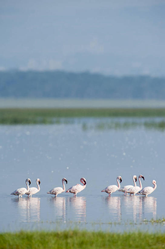 无人,竖图,室外,白天,侧面,湖,野生动物,肯尼亚,反射,鸟类,草,自然,摄影,纳库鲁湖,纳库鲁,彩图,小火烈鸟