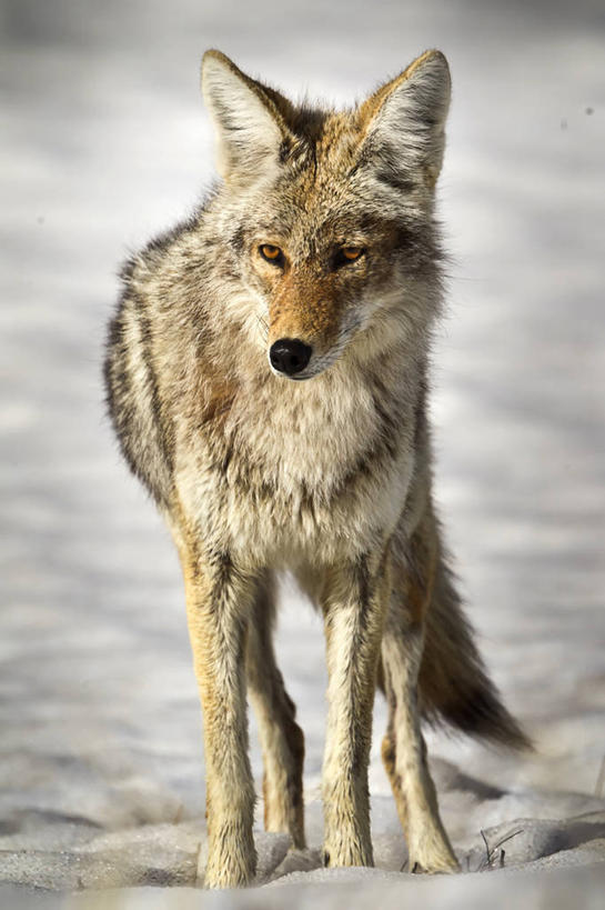 无人,站,竖图,室外,白天,野生动物,美国,摄影,北美,北美洲,野狗,美洲,怀俄明,丛林狼,黄石公园,北亚美利加洲,亚美利加洲,彩图,美利坚合众国