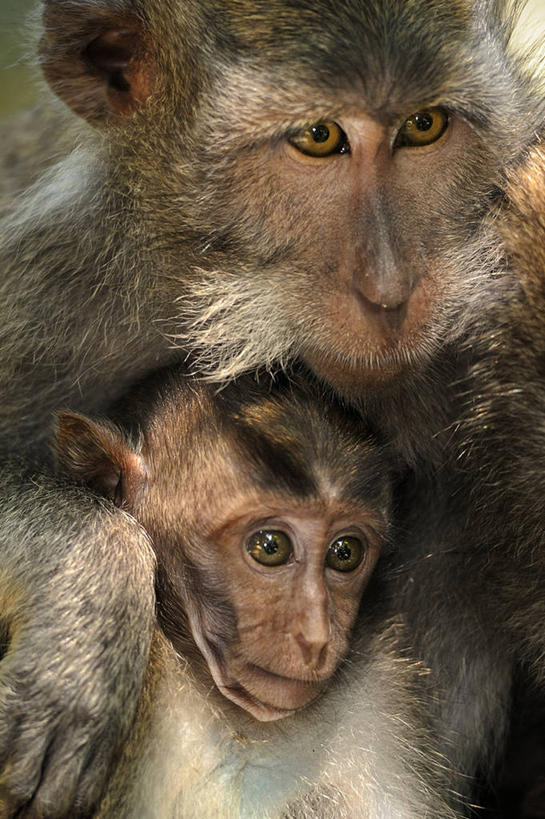 无人,竖图,室外,特写,白天,森林,野生动物,猴子,印度尼西亚,动物,两只,摄影,乌布,彩图,巴厘