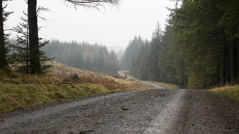 无人,横图,室外,白天,森林,路,英国,树,天空,自然,摄影,宁静,坎布里亚,彩图