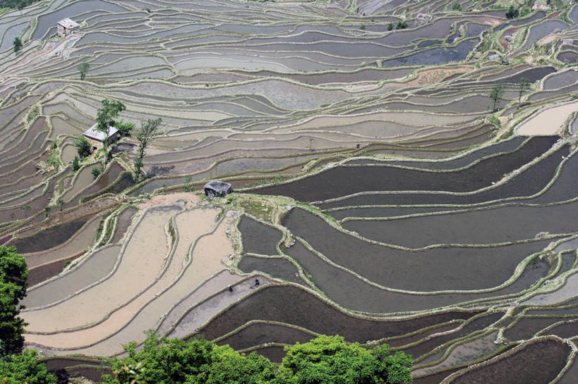 无人,横图,俯视,室外,白天,农业,梯田,水,稻田,田地,乡村,树,自然,摄影,元阳,云南省,彩图,高角度拍摄
