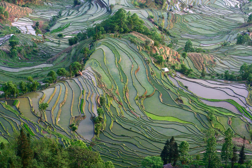 无人,横图,俯视,室外,白天,农业,梯田,山,水,稻田,田地,乡村,树,自然,春天,摄影,元阳,云南省,彩图,高角度拍摄