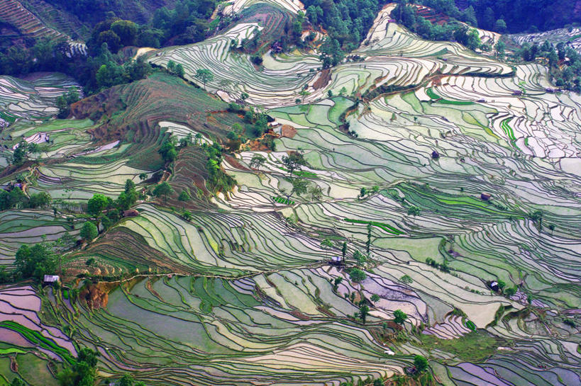 无人,横图,俯视,室外,白天,农业,梯田,美景,山,稻田,景观,田地,树,自然,春天,景色,摄影,自然风光,元阳,云南省,彩图,高角度拍摄