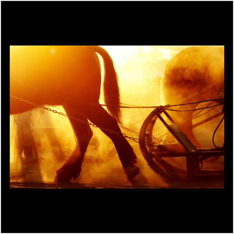 无人,方图,室外,日落,路,马,日光,日本,日本文化,马车,烟,家畜,摄影,剪影,逆光,步行,彩图