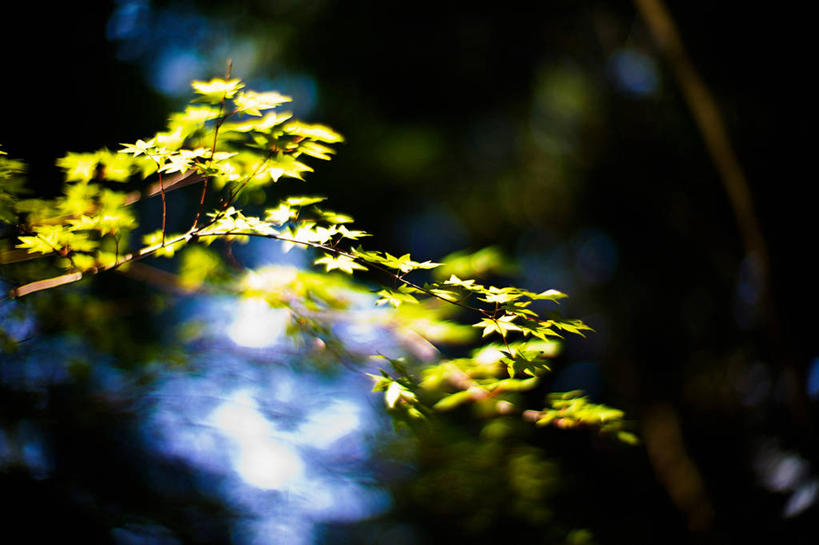 无人,横图,室外,白天,叶子,日光,日本,枝,自然,摄影,生长,神户,鸡爪枫,彩图