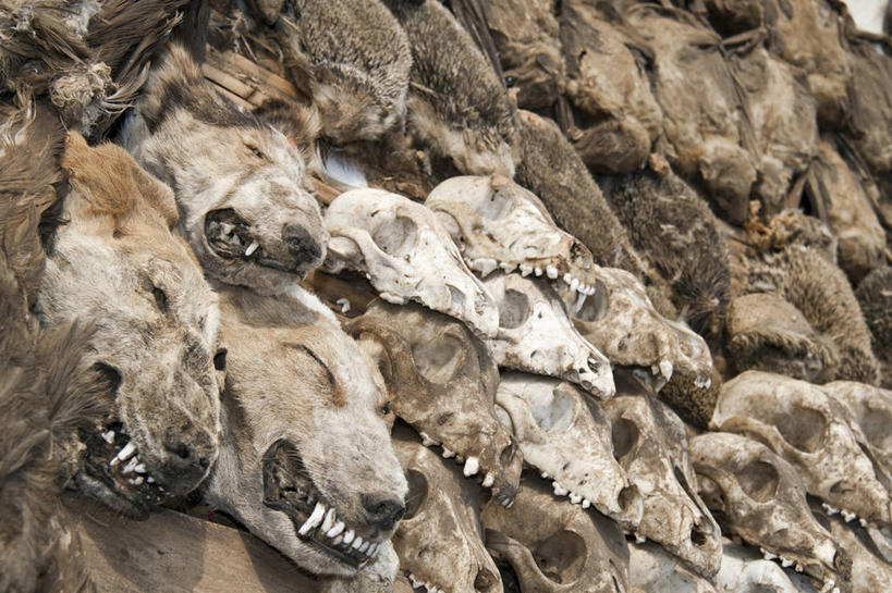 无人,横图,室外,特写,白天,一排,许多,丰富,整齐,市场,很多,排列,零售,摄影,队列,选择,多哥,彩图