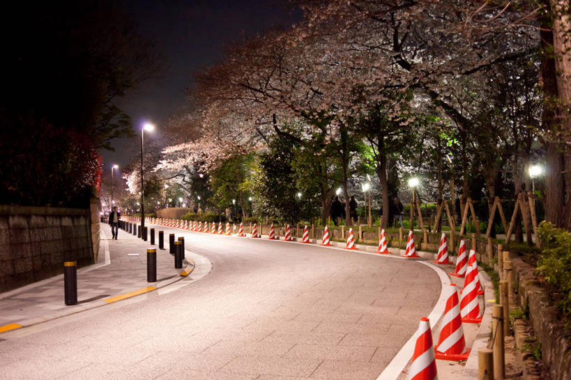 横图,室外,夜晚,街道,路,路灯,樱花,东京,日本,一排,日本文化,弯曲,整齐,首都,树,排列,自然,摄影,宁静,照亮,队列,路锥,彩图,樱之花