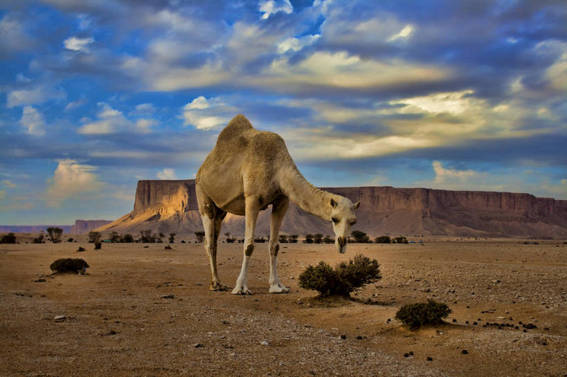 无人,站,横图,室外,白天,沙漠,山,云,首都,骆驼,草,天空,家畜,摄影,波斯湾,沙特阿拉伯,利雅得,彩图