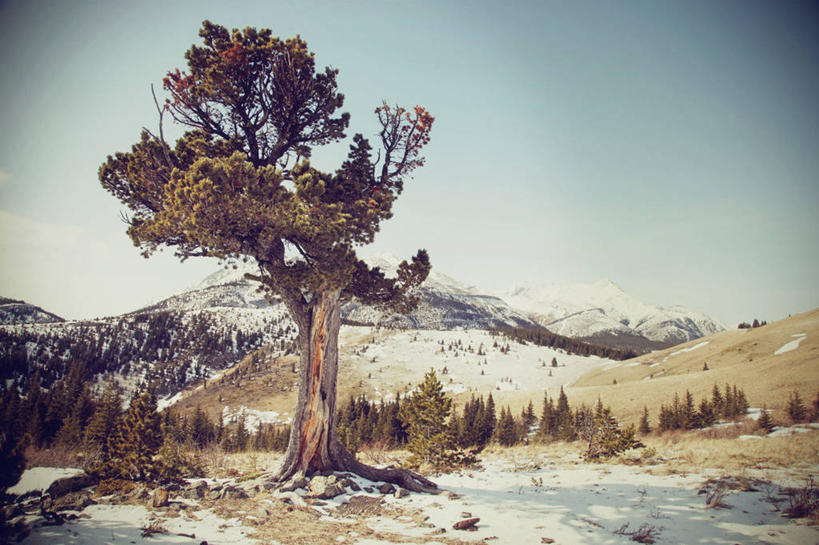 无人,横图,室外,白天,山,雪,松树,加拿大,地形,冬天,树,风景,自然,寒冷,摄影,宁静,脆弱,卡尔加里,亚伯达,彩图