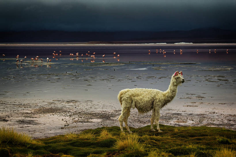 无人,横图,室外,白天,湖,野生动物,玻利维亚,一群,许多,火烈鸟,很多,草,天空,摄影,波托西,彩图