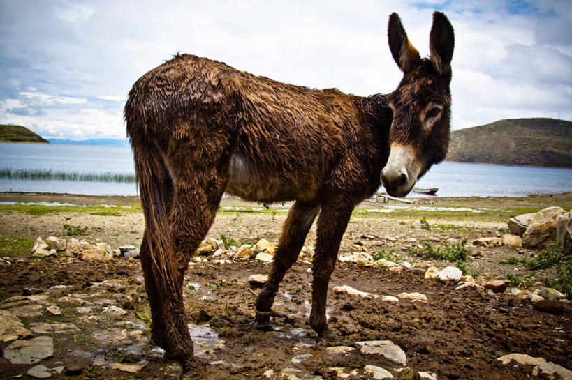 无人,横图,室外,白天,玻利维亚,云,天空,家畜,摄影,的的喀喀湖,驴子,岩石,彩图