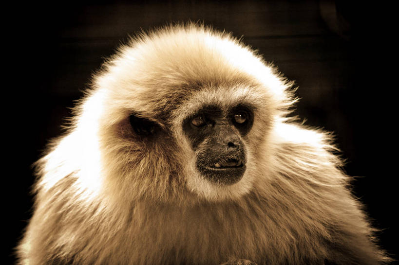 无人,横图,室外,特写,白天,野生动物,猴子,日光,西班牙,动物,摄影,部分,马拉加省,彩图