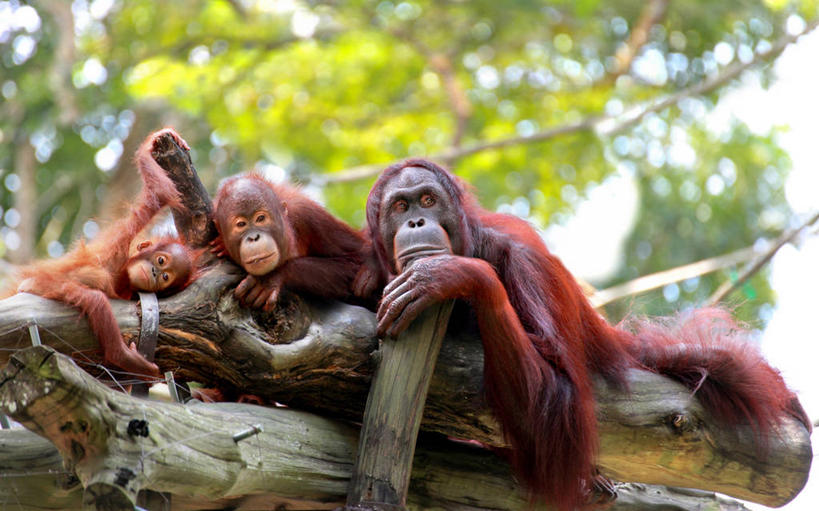 无人,动物园,横图,室外,白天,野生动物,新加坡,三只,首都,树干,地标建筑,休息,放松,摄影,猿,苏门答腊猩猩,新加坡市,彩图