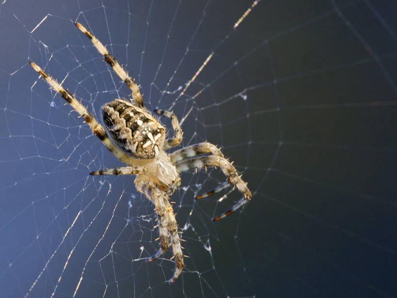 无人,横图,室外,特写,白天,野生动物,西班牙,蜘蛛网,摄影,脆弱,花园蜘蛛,阿拉瓦省,彩图